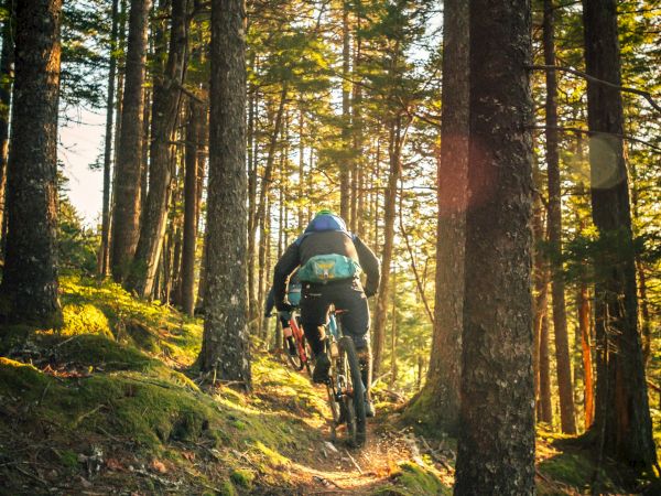 A mountain biker rides through a sunlit forest trail, surrounded by tall trees and mossy ground, immersed in nature.